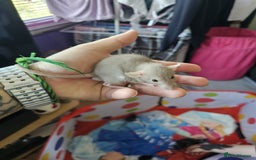 Rat rodents for sale: male and female rats for sale - Image 1