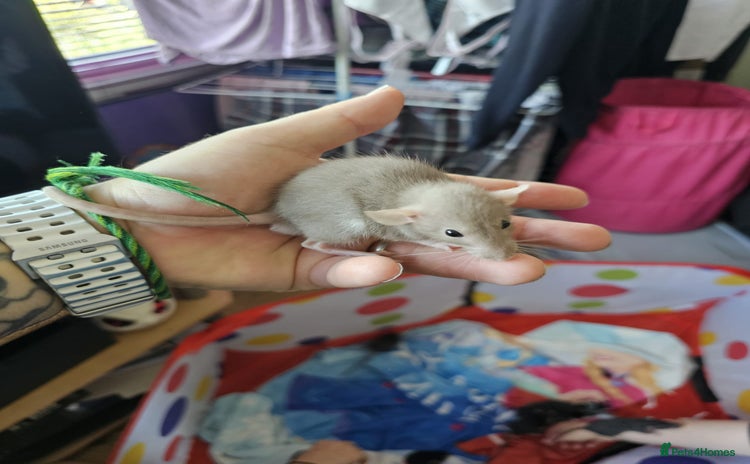 Rat rodents - Advert 2