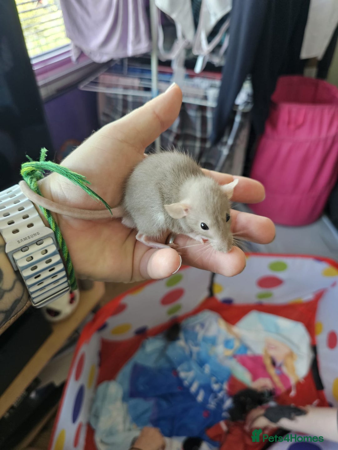 Rat rodents for sale: male and female rats for sale - Image 1