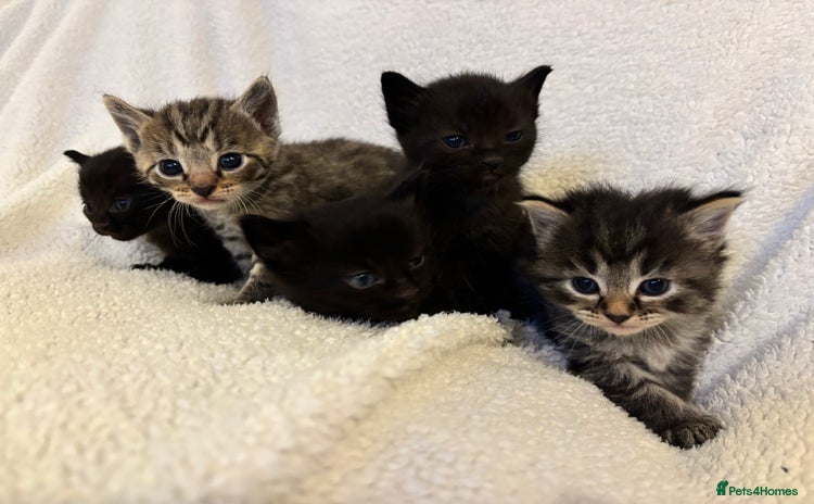 Mixed Breed cats - Advert 3