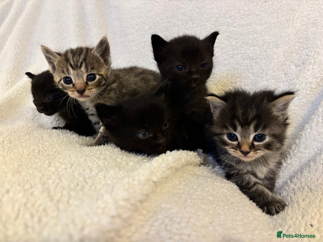 Mixed Breed cats for sale: Lovely kittens  - Image 1