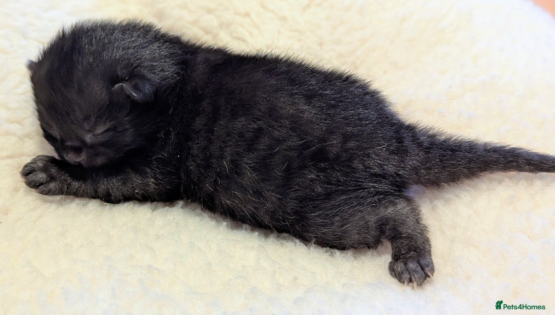 Mixed Breed cats for sale: Beautiful litter of kittens - Image 20