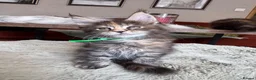 Maine Coon cats for sale: Superb quality Maine coon girls  - Advert 22
