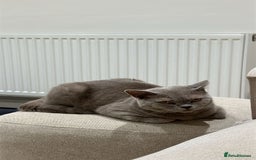 British Shorthair cats for sale: 8 months lilac male British Shorthair - Image 4