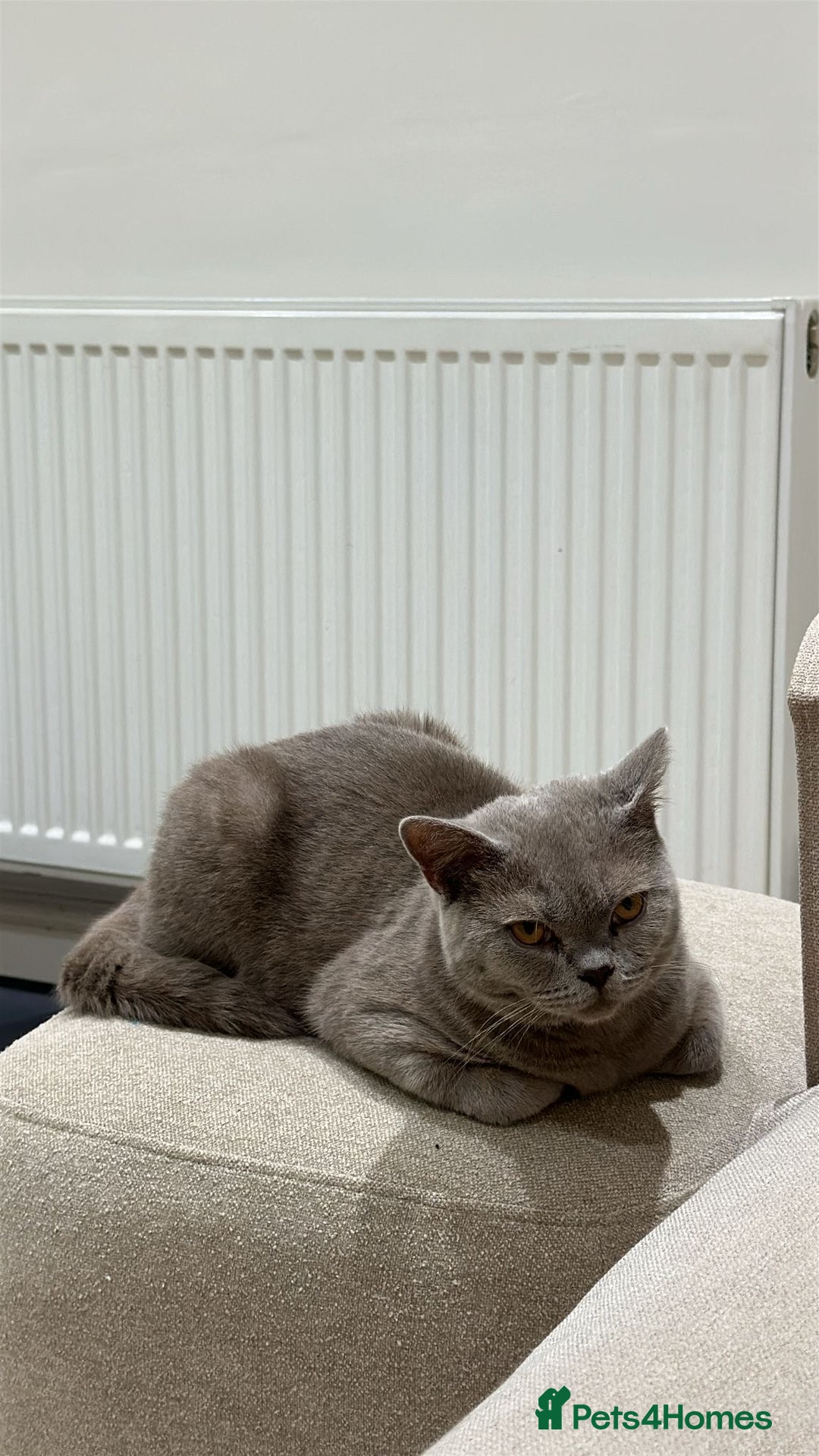 British Shorthair cats for sale: 8 months lilac male British Shorthair - Image 4
