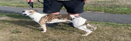 Whippet dogs for sale: Whippet in Stanley - Advert 3