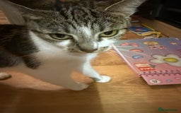 Mixed Breed cats for sale: Female Kitten needing a home as soon as possible - Image 4