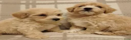 Maltipoo dogs for sale: Maltipoo puppies  - Advert 7