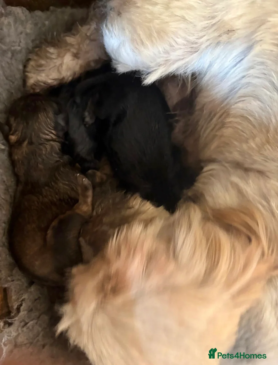 Shihpoo dogs for sale: 7 beautiful Shih Poo puppies  - Advert 18