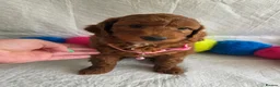 Irish Doodle dogs for sale: 👑Superb Rare Toy/Mini Deepest Red Irish Doodles👑 - Advert 15