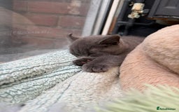 British Shorthair cats for sale: Beautiful Pedigree Shorthair only 3 remaining! - Image 9