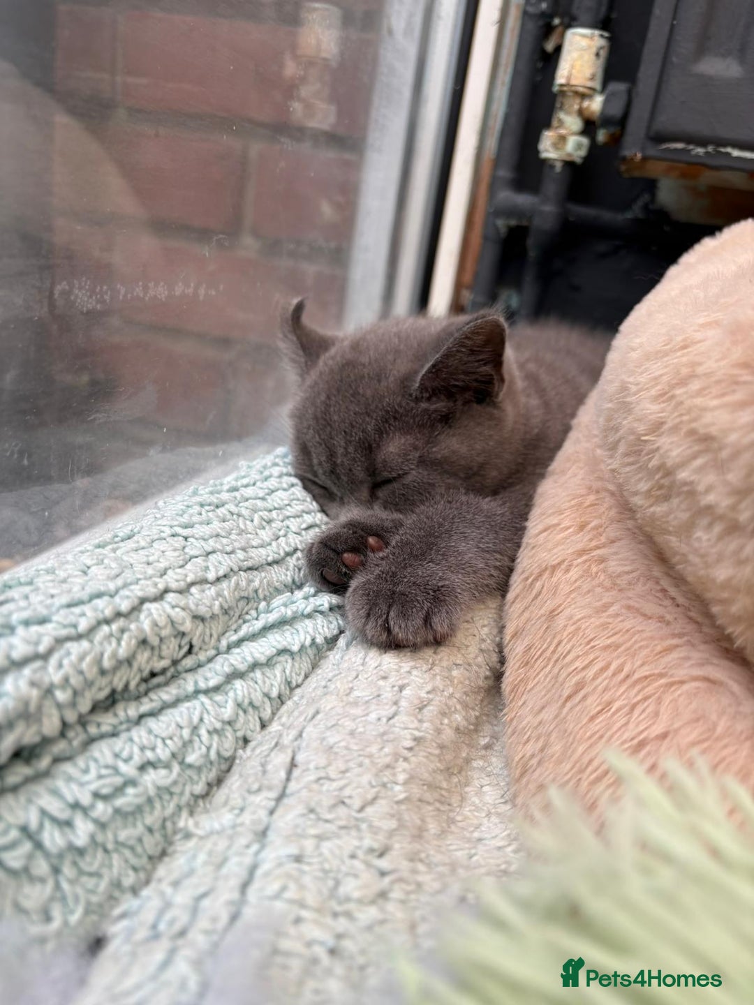 British Shorthair cats for sale: Beautiful Pedigree Shorthair only 3 remaining! - Image 9