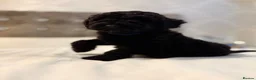 Bordoodle dogs for sale: Miniature Bordoodle Puppies F1BBB in South Shields - Advert 27