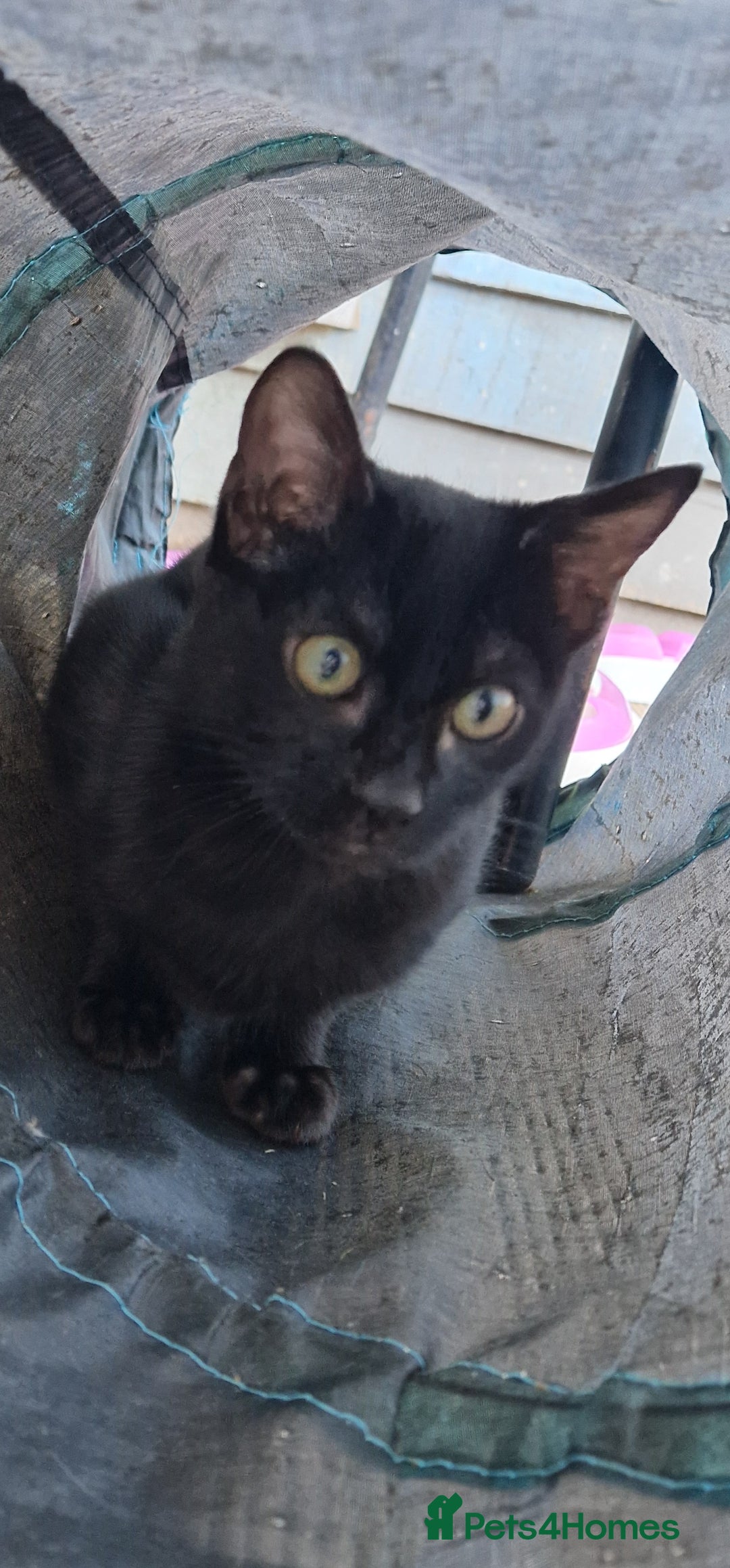 Mixed Breed cats for sale: Bengal, Siamese mix. 7/8ths Bengal 1 /8th Siamese  - Advert 21