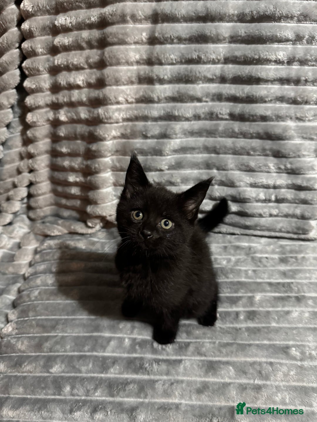 Mixed Breed cats for sale: British short hair cross Maine coon  - Advert 11