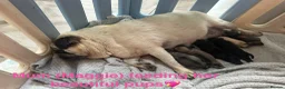 Pug dogs for sale: Beautiful KC Registered Pug Puppies available now! - Advert 9
