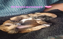 Shih Tzu dogs for sale: Beautiful trio colours Shihtzu puppies 1 left ❤️ - Image 19