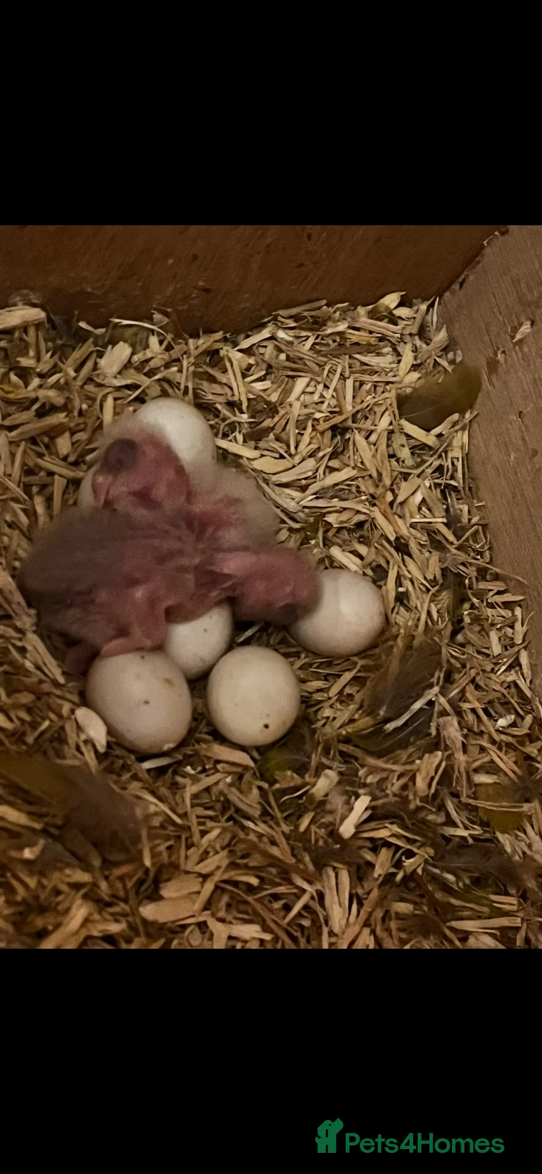 Parrots birds for sale: Lush baby kakaraki  - Advert 8