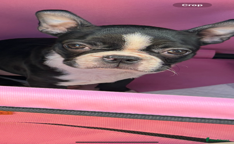 Boston Terrier dogs - Advert 1