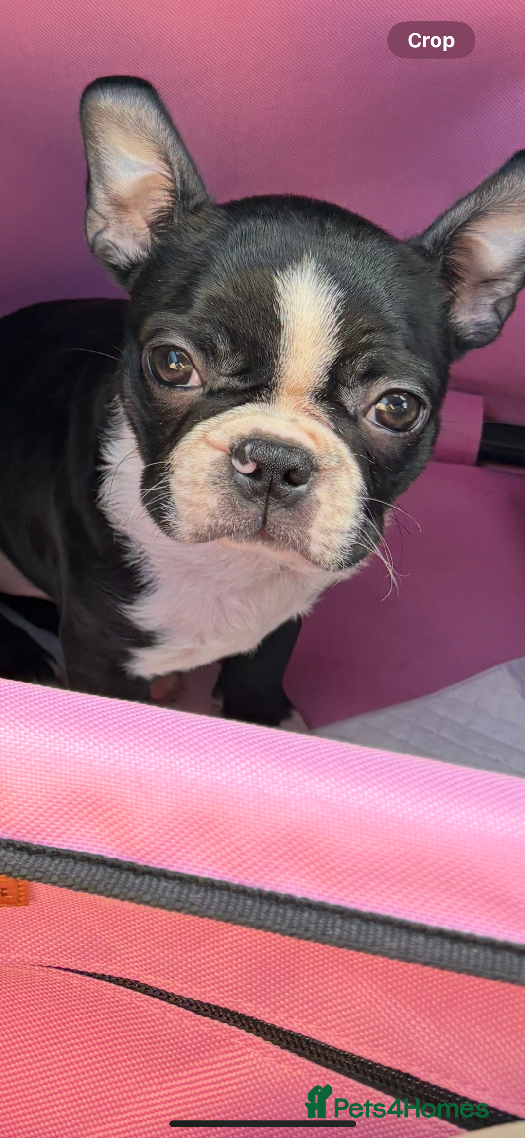 Pets4homes Boston Terrier Puppies For Sale Near Me Cheap Lilac