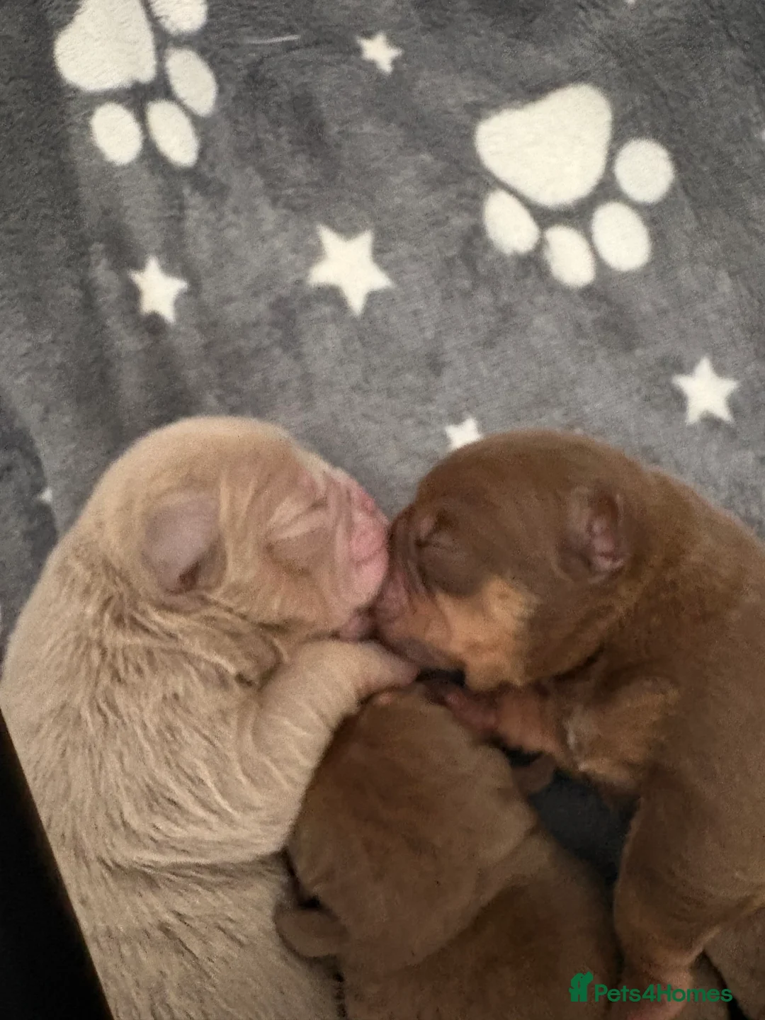 Olde English Bulldogge dogs for sale: 9 beautiful olde English bulldogge  - Advert 2