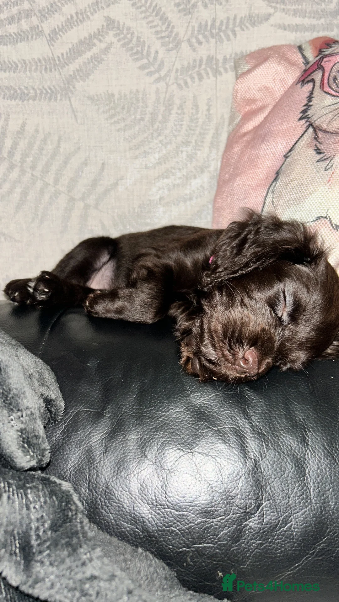Sprocker dogs for sale: Dinky Daisy sprocker in Skelmersdale - Advert 4
