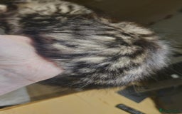Maine Coon cats for sale: Beautiful Maine coone/bengal - Image 7