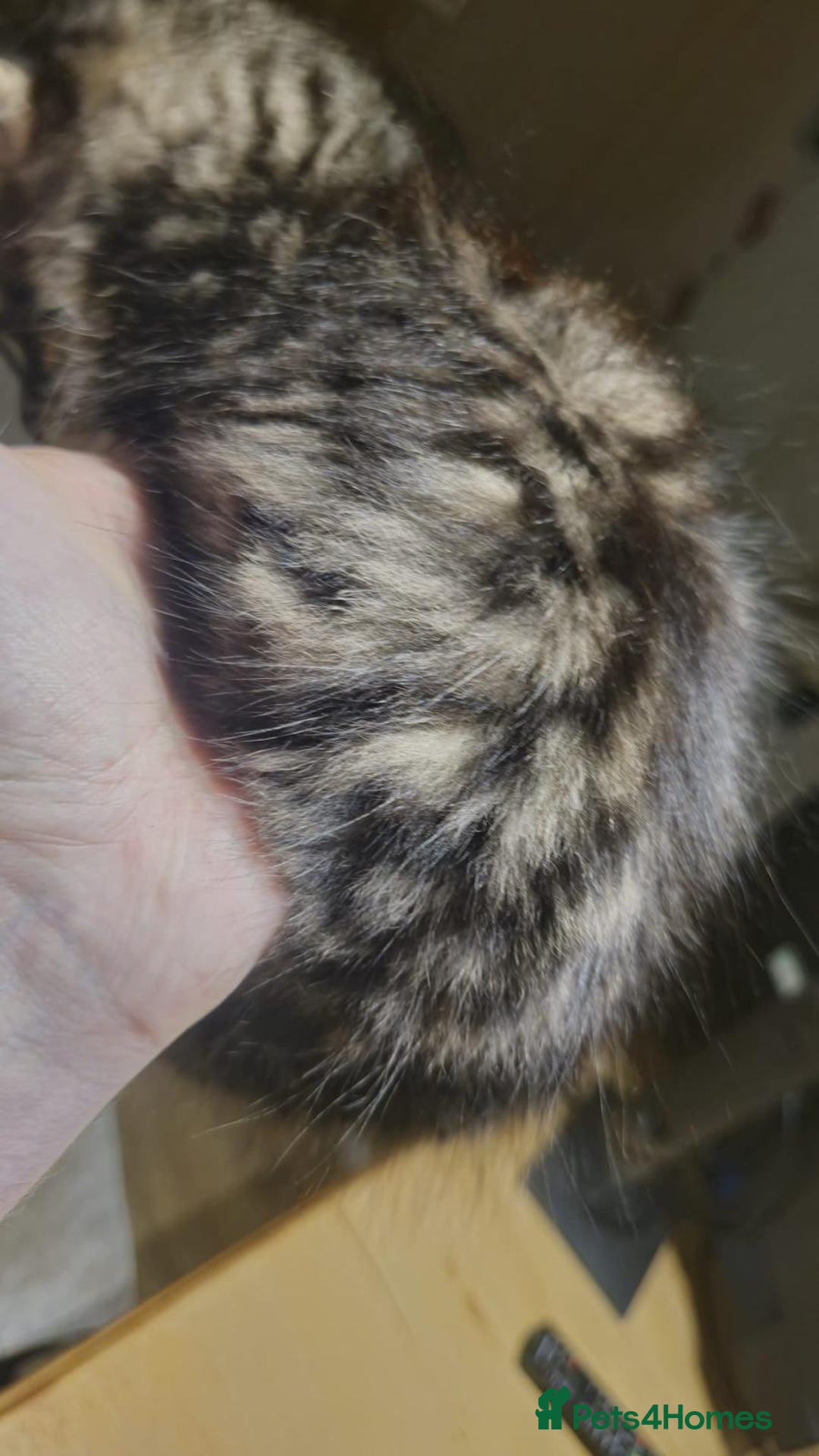 Maine Coon cats for sale: Beautiful Maine coone/bengal - Image 7