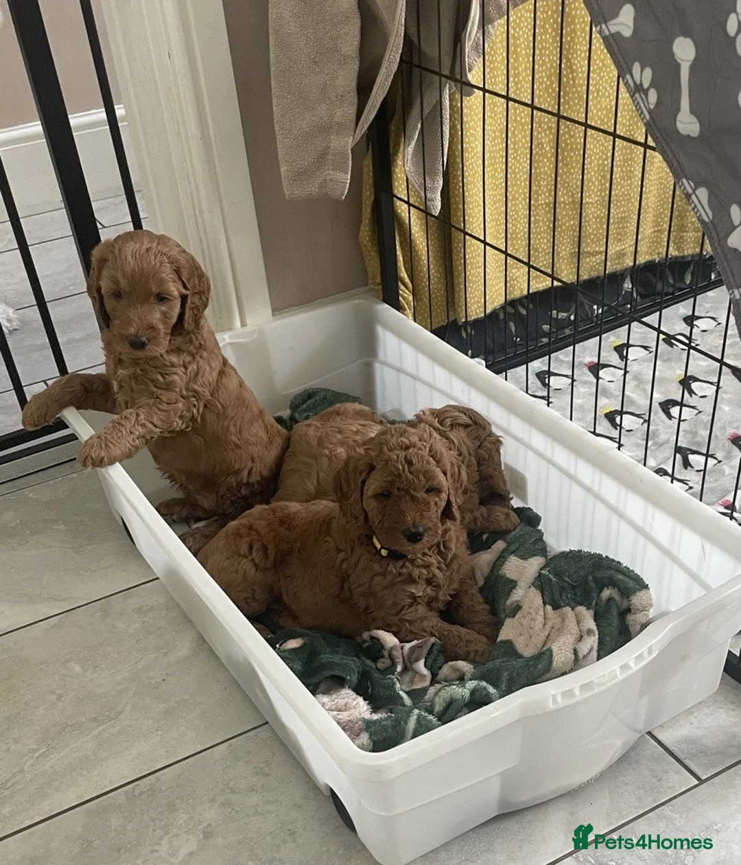 Double Doodle dogs for sale: Nell is expecting Double Doodles  - Advert 28