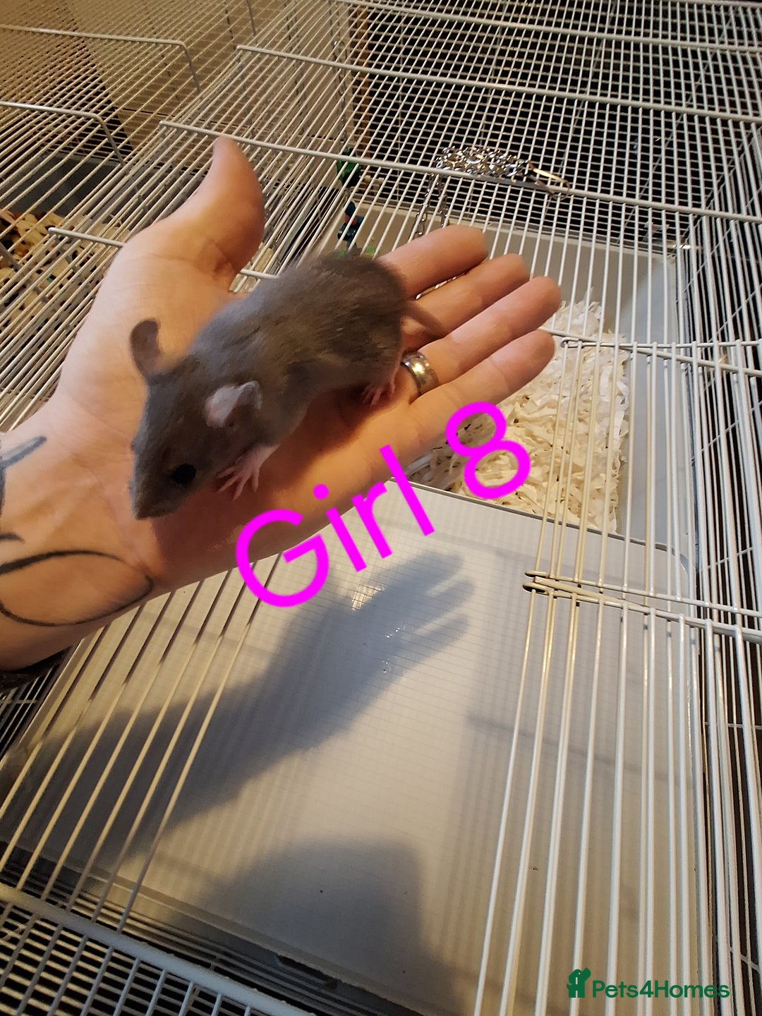 Rat rodents for sale: Baby female fancy rats  - Advert 5