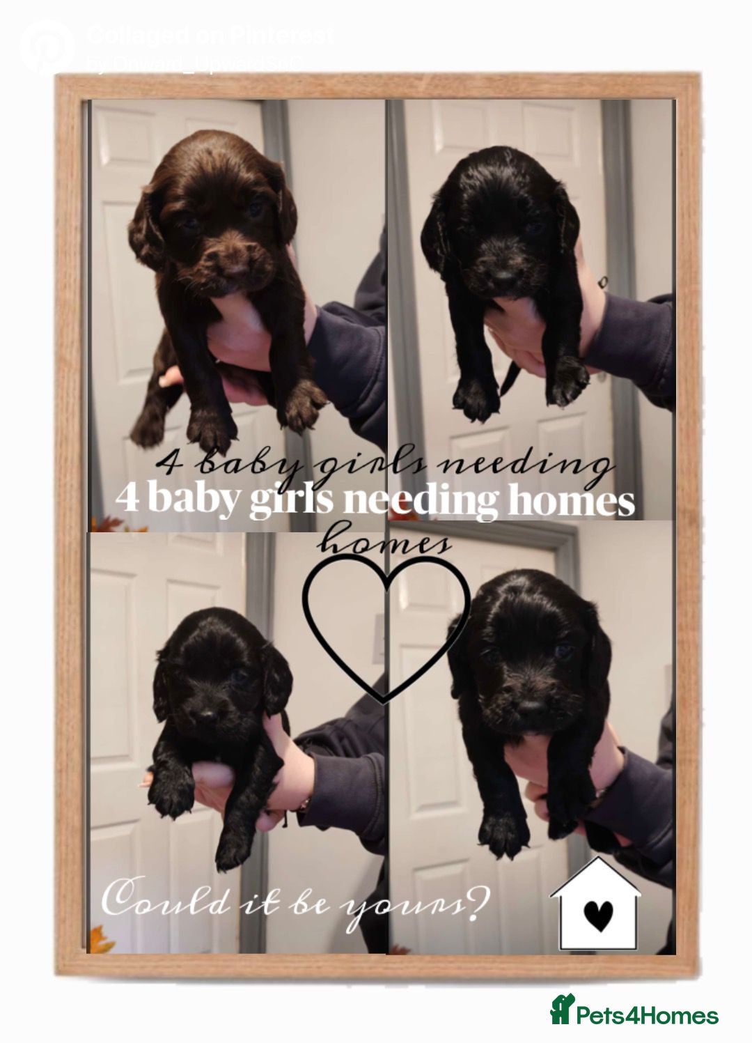 Sprocker dogs sprocker puppies 3 black/ 1 chocolate girl left - Advert 3