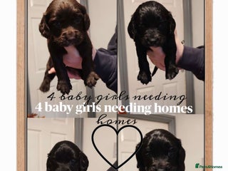 Sprocker dogs sprocker puppies 3 black/ 1 chocolate girl left - Advert 3