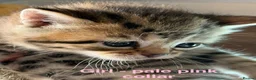 Bengal cats for sale: Beautiful Bengal X Tabby X kittens  in Dunfermline - Advert 6