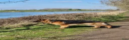 German Shepherd dogs for stud:     Exceptional Long Coat German Shepherd Stud 🐾 - Advert 4