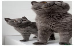 British Shorthair cats for sale: Pedigree British shorthair blue tortoise female - Image 1