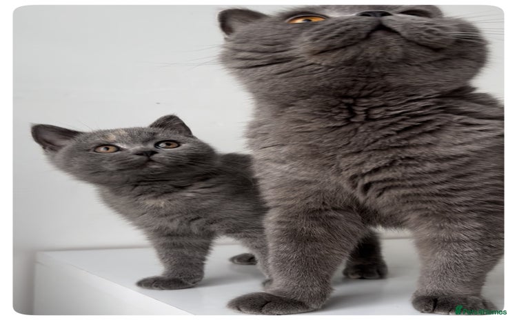 British Shorthair cats - Advert 6