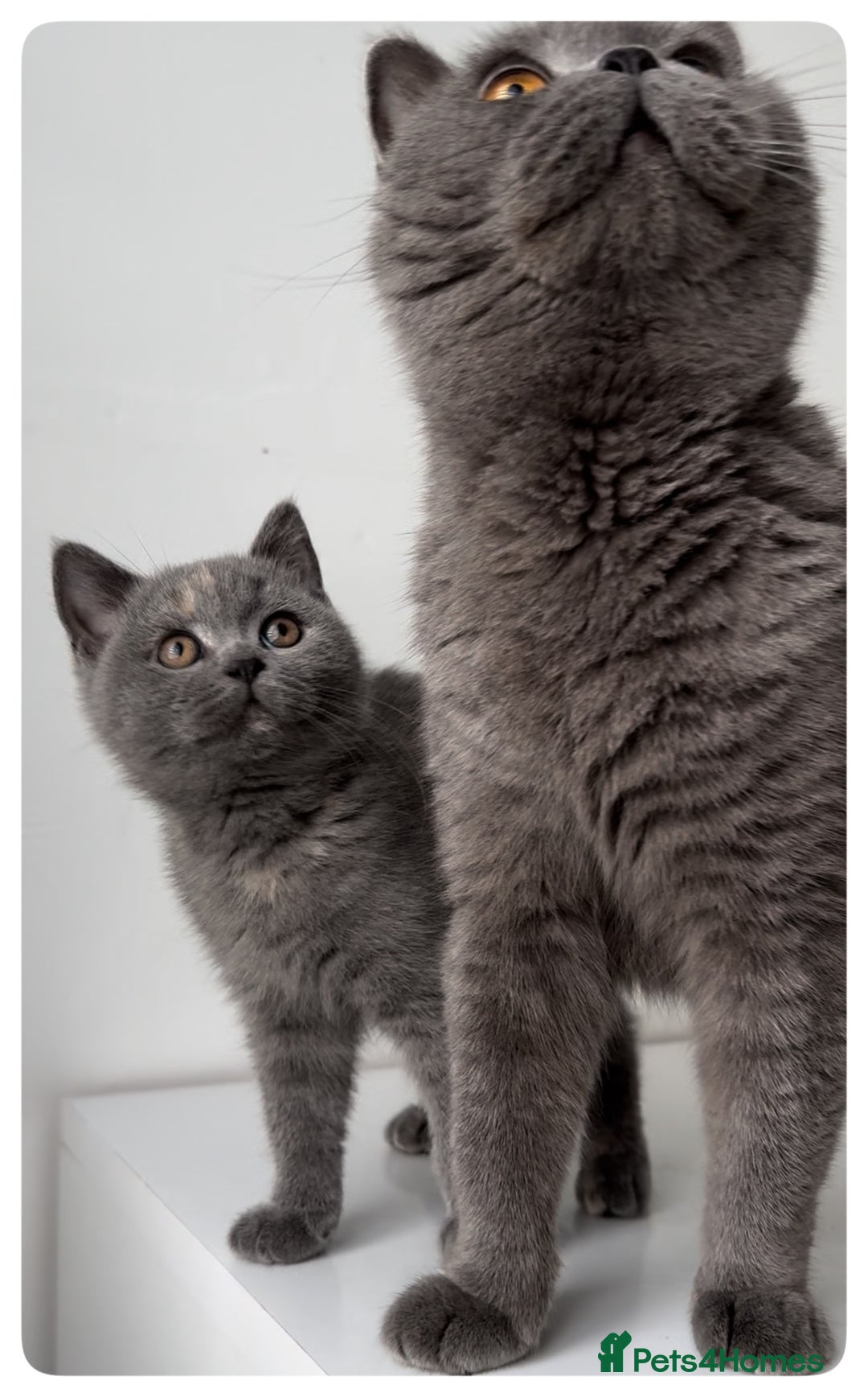 British Shorthair cats for sale: Pedigree British shorthair blue tortoise female - Image 1