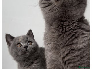 British Shorthair cats - Advert 2