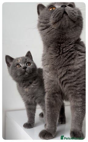 British Shorthair cats - Advert 6