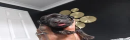 Miniature Dachshund dogs for sale: MINI DACHSHUND PUPS. PRA CLEAR.  - Advert 9