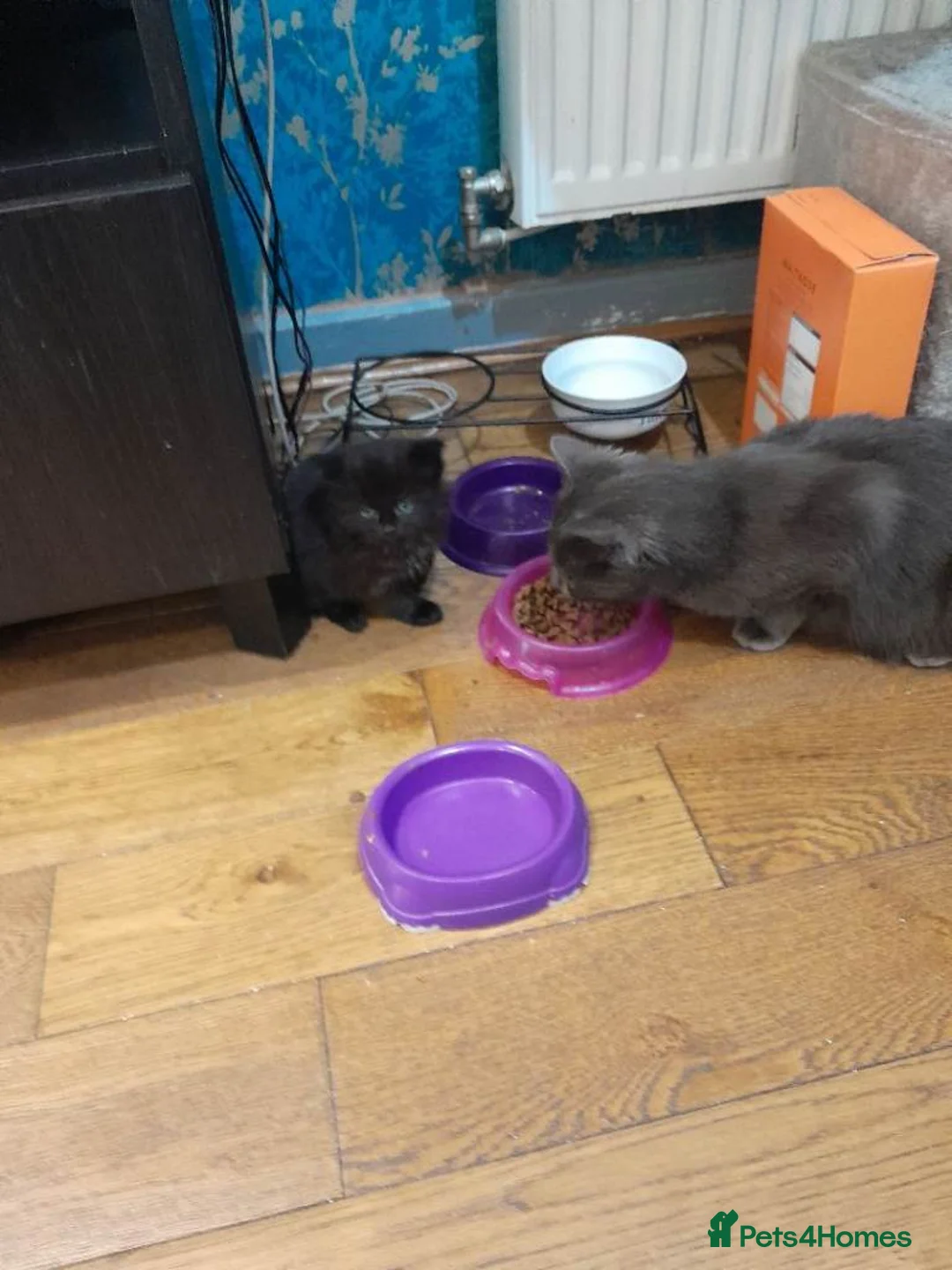 British Shorthair cats for sale: Beautifull kittens seeking there forever home - Advert 2