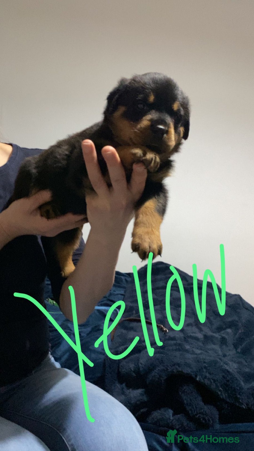 Rottweiler dogs for sale: Kc reg stunning rottweiler puppies - Advert 3