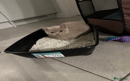 British Shorthair cats for sale: 14 Week Old Male British Shorthair - Image 4