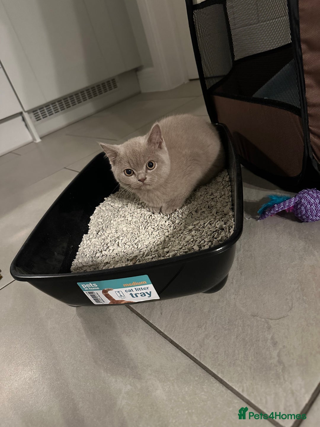 British Shorthair cats for sale: 14 Week Old Male British Shorthair - Image 4