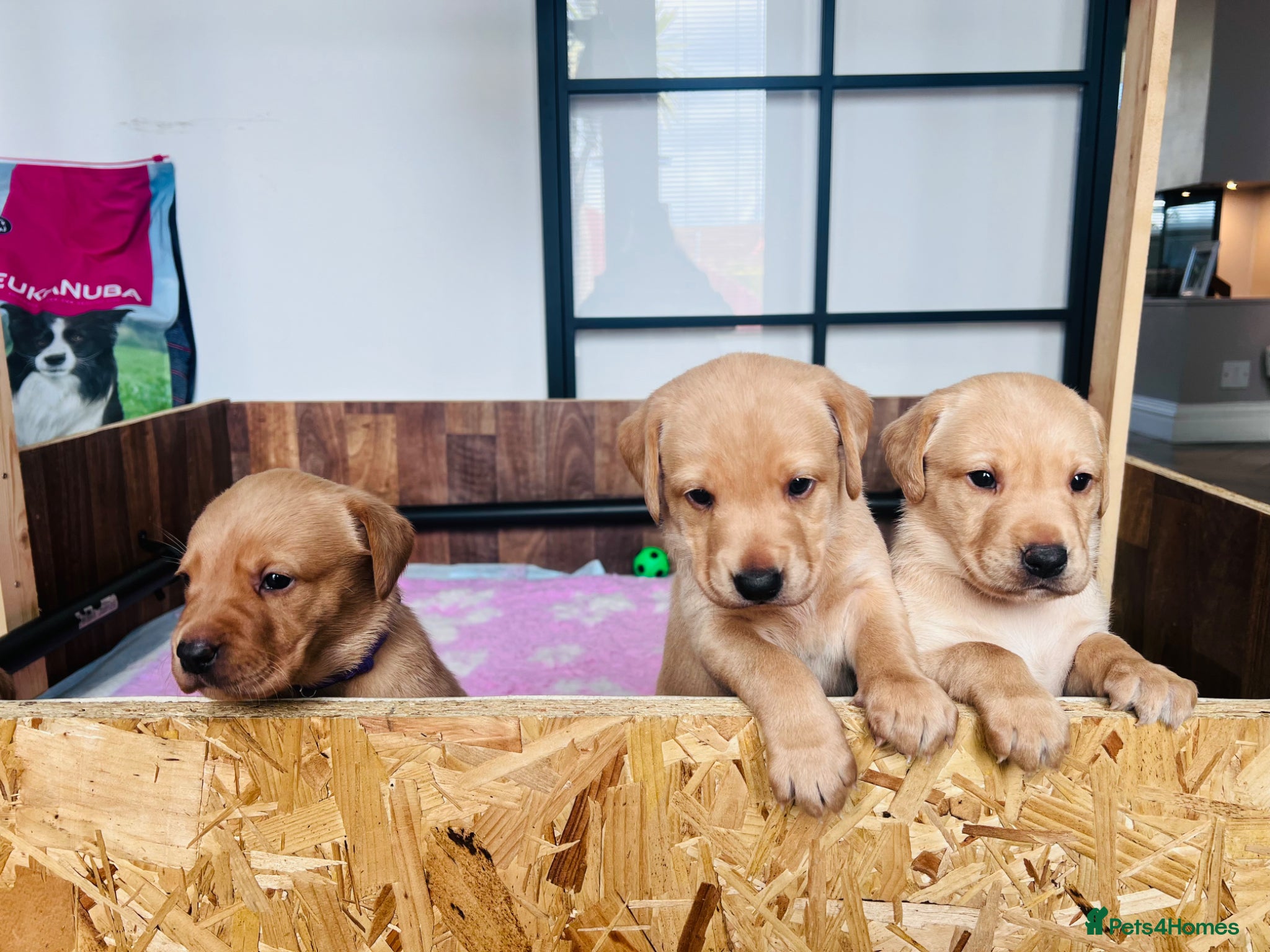 Labrador Retriever dogs **3 Girls available** Message to arrange Viewing!! - Advert 13