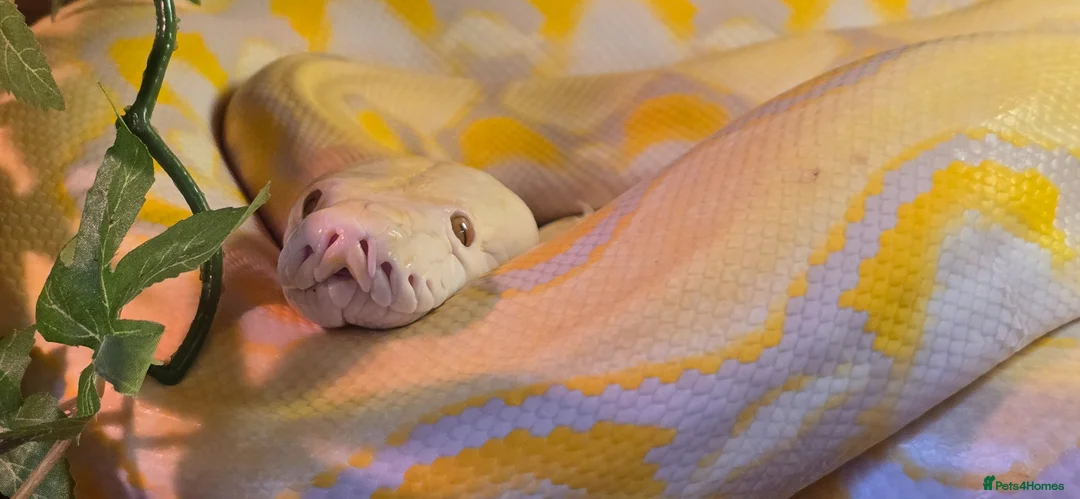 Python Snake reptiles for sale: Reggie the retic python  - Advert 1