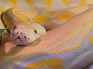 Python Snake reptiles Reggie the retic python - Advert 1