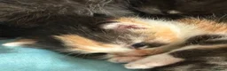 Mixed Breed cats for sale: 7 beautiful kittens  - Advert 15