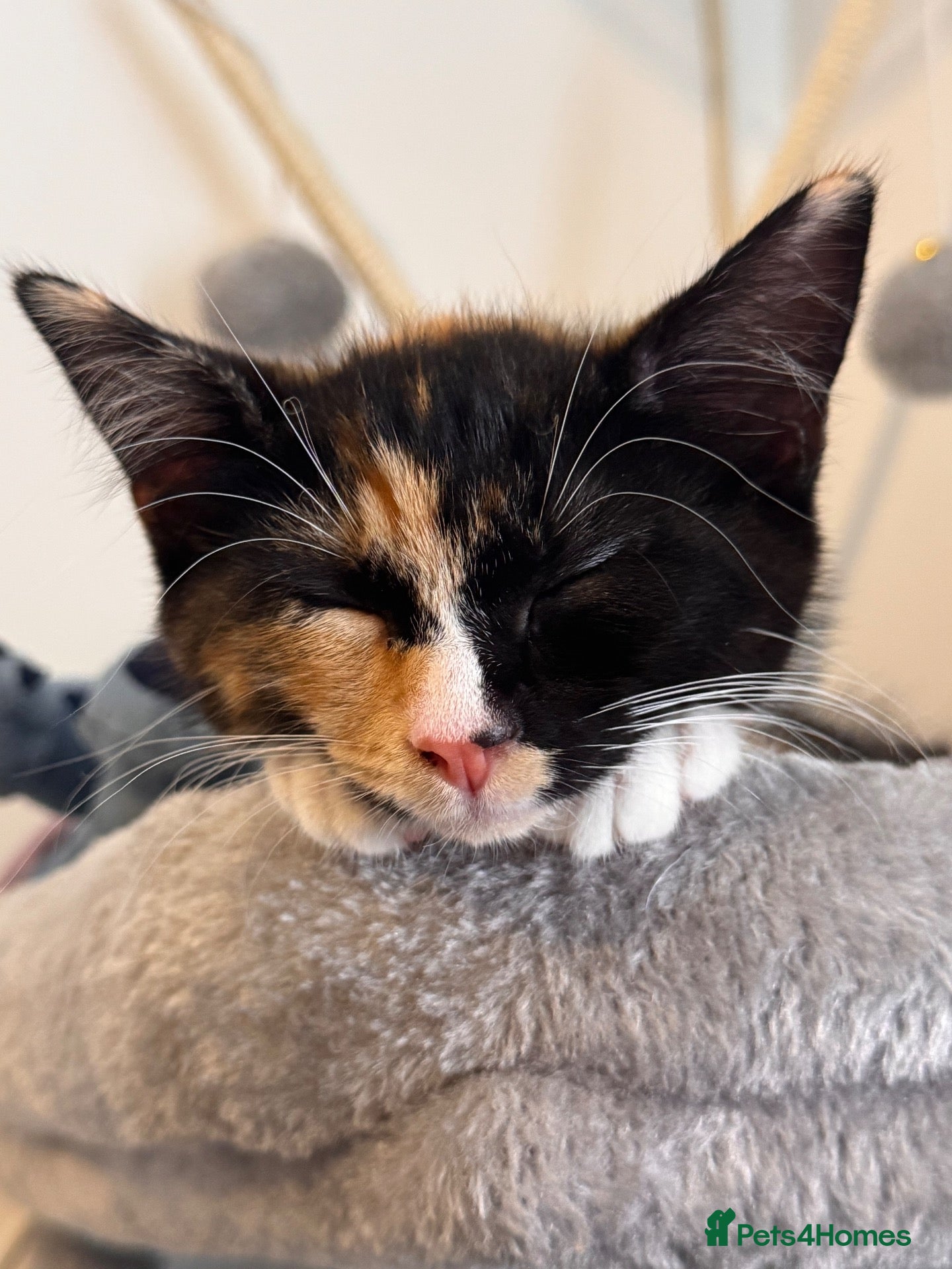 Mixed Breed cats URGANT sale  - Advert 11