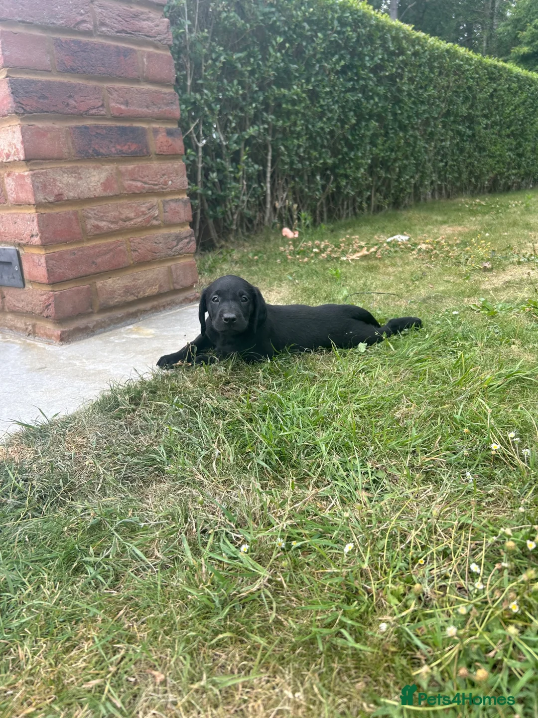Labrador Retriever dogs for sale: Stunning litter  - Advert 10
